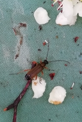 Grammoptera ustulata