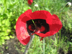 Papaver pavoninum ocellatum