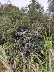 Rhododendron latoucheae