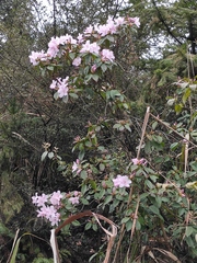 Rhododendron latoucheae
