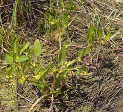 Ranunculus lateriflorus