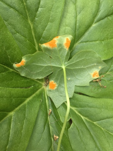 Mayapple Rust