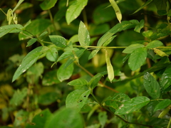 Clitoria annua