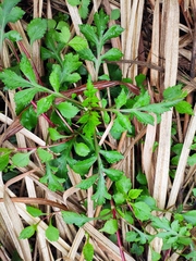 Artemisia lactiflora