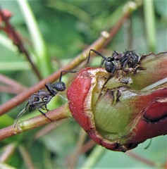 Acromyrmex lundii
