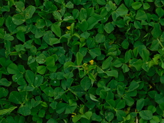 Medicago arabica