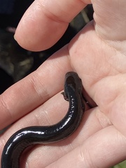 Siren lacertina