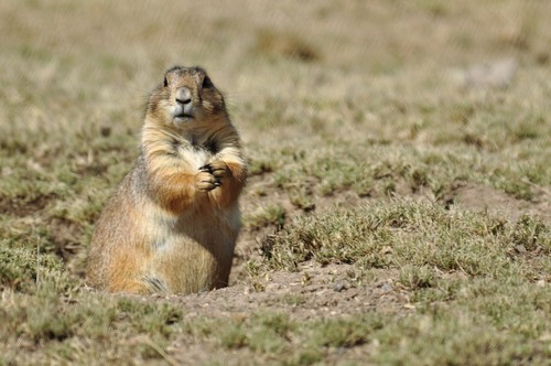Cynomys mexicanus