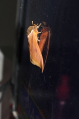 Automeris bilinea