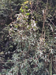 Rhododendron latoucheae