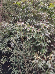 Rhododendron latoucheae