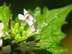 Ceutorhynchus obstrictus