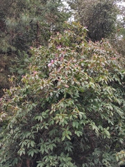 Rhododendron latoucheae