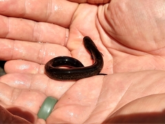Siren lacertina