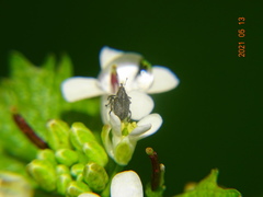 Ceutorhynchus obstrictus