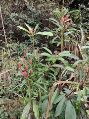 Daphniphyllum macropodum