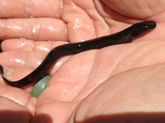 Siren lacertina