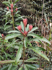 Daphniphyllum macropodum
