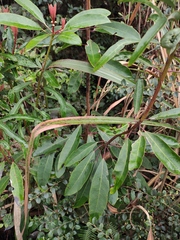 Daphniphyllum macropodum