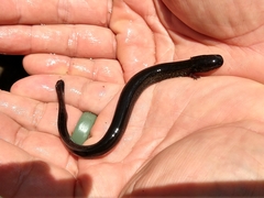 Siren lacertina