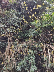 Lindera reflexa