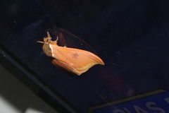 Automeris bilinea