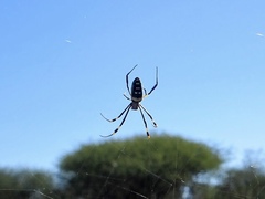 Trichonephila senegalensis