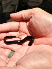Siren lacertina