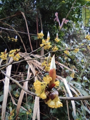 Lindera reflexa