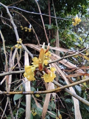 Lindera reflexa