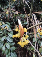 Lindera reflexa