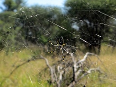 Trichonephila senegalensis