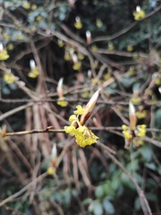 Lindera reflexa