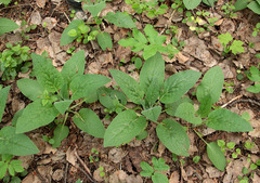 Symphytum caucasicum