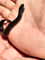 Siren lacertina