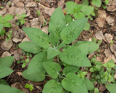 Symphytum caucasicum