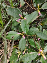 Rhododendron latoucheae