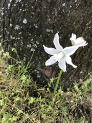 Ornithogalum nutans