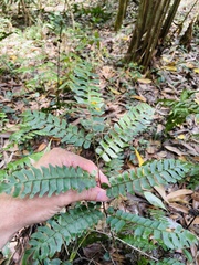 Adiantum villosum
