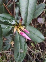 Rhododendron latoucheae