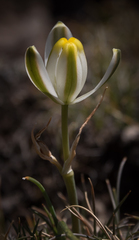 Albuca humilis