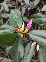 Rhododendron latoucheae