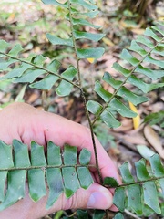 Adiantum villosum