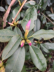 Rhododendron latoucheae