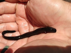 Siren lacertina