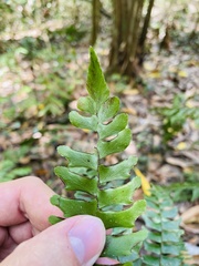 Adiantum villosum