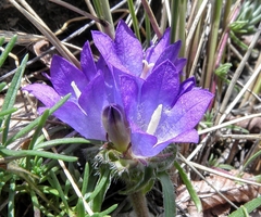 Edraianthus tenuifolius
