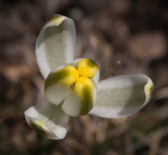 Albuca humilis