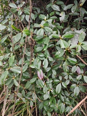 Rhododendron latoucheae