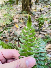 Adiantum villosum